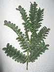 Acacia Robusta