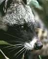Civet