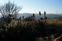 Aloes on Melville Koppies East