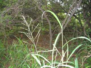 Themeda triandra