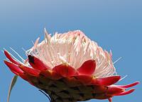 Protea caffra