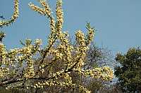 Acacia Robusta