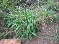 Themeda triandra