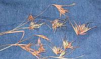 Themeda triandra