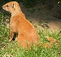 Yellow Mongoose